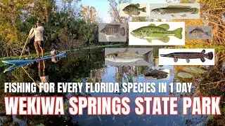 WEKIWA SPRINGS PADDLEBOARD FISHING | APOPKA, FLORIDA | MULTI-SPECIES FISHING #florida #fishing