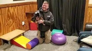 Home Raised Family Personal Protection Dog 