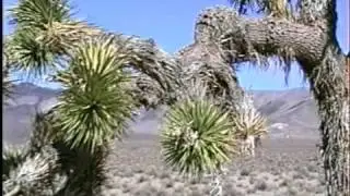 1994 pure incident discovery of the U2 JoshuaTree in Death Valley National Park
