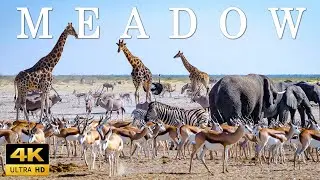WILDLIFE 4K - Amazing African Meadow Animals - Relaxing Piano Music
