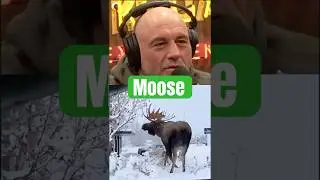Joe Rogan Reacts To Giant Moose #shorts