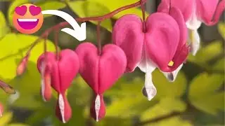 HEART shaped flowers?! 🩷 🩷