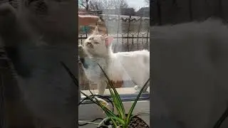 Tap Tap Tap - Kitten Playtime | Catspinness