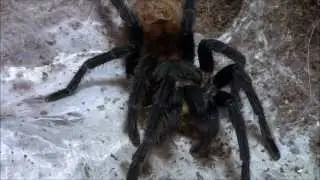 Tarantula Feeding #13 and Update