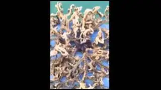 Bizarre 'alien' sea creature caught off Singapore | New York Post