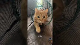 ULTIMATE ФОРМУЛА ДЛЯ КОШЕК ZOOMIES #вирусный