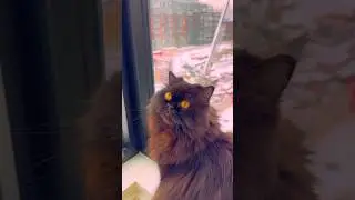 Unscrupulous Cat Construction Supervisor #shorts #canada #cat #cats #catlover #winter #construction