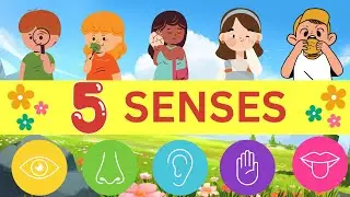Explore Your 5 Senses: A Fun Learning Adventure for Kids | Kids Vocabulary |  Sense Organs