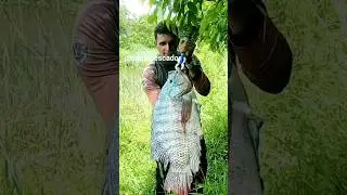 Pescaria das til&aacute;pia gigante.
