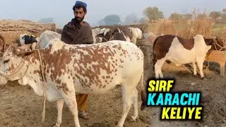 Sirf Karachi Kay Liye Janwar ♥️ | Cows For Qurbani Mandi | Mushtaq Bhai Vlog 