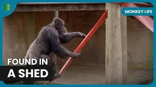 Capuchin Monkey Saved by Allison Cronin | Monkey Life | Documentary