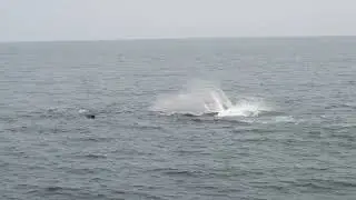 C0538 Cape Ann 