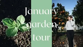 January Garden Tour | Mediterranean Winter Garden tour