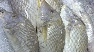 SHERI FISH HEALTH BENEFITS - The Most Interesting Fact About It You've Never Heard