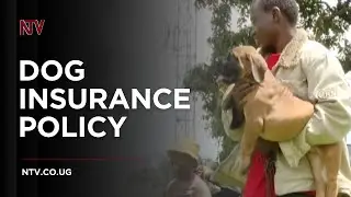 Statewide Insurance launches dog insurance policy