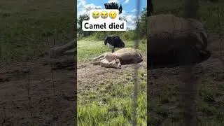 Camel died💔😭🥹 !!! #shorts #camel #animals