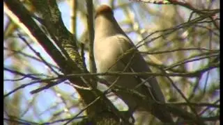 Seidenschwanz, ein Wintergast - Bombycilla garrulus