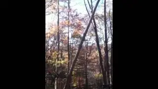 Trackhoe pushing over poplar tree