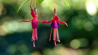 Botanischer Garten Linz im Herbstkleid
