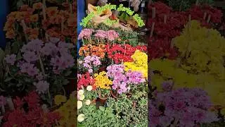 How to build a Cottage Garden🪴 Part 8✨ #cottagegarden #wintergarden #floweringplants