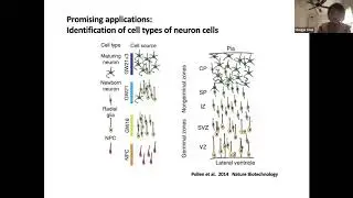 Demystifying the drop-outs in single cell RNA-seq data