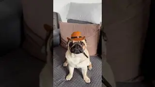 засняли тренд 😅🤌🏼 #pug #mypug #dog #собака #собаки #funny #pets #pugh
