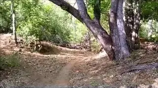 Coati's near Sonoita Creek