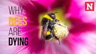 Why Bees Are Dying