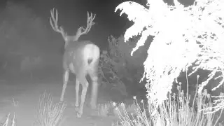 Mule Deer Buck on the Range &mdash; How Many Points Do You See Dec 18 2025