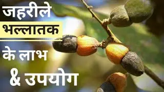 Semecarpus_anacardium, bhallatak, marking_nut_plant ,bhela plant, ayurved ,bhilava ,bimb plant,BAMS