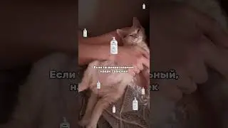 Нашли? 🤪 Арт вб на фиолетовый шампунь для красивой шерсти: 164158698