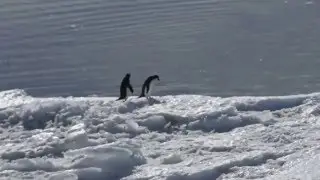 Everybody Into the Pool!  Penguins at Cape Royds, Antarctica