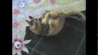 Amazing Cat Skills from Sparkle - AmazeCats Next Top Cat Nominee!