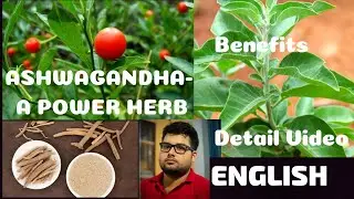 English| ASHWAGANDHA- A POWER HERB | Detail Video|