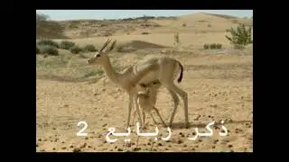 غربي العيون - ذكر ربايع نادر