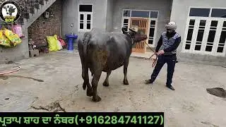 #date(14-01-26) ਪ੍ਰਤਾਪ ਸਿੰਘ ਸ਼ਾਹ ਆਗਿਆ ਪੰਜ ਮੱਝਾਂ ਲੈਕੇ ਵਿਕਾਊ ਮੁੱਲ ਫੜਲੋ ਫੜਲੋ ਵਾਲੇ 