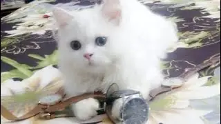 cat want petting|| cats love humans #cats