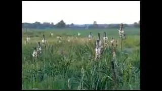 Hungarian female voiceover sample - Erika Sz.