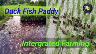 How to Prepare Duck-Fish-Paddy Integrated Farm | Sustainable Farming |