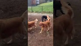 Cane Corso Puppy Playing Beautifully With Other Dogs 🐶🐕 | Gentle & Friendly