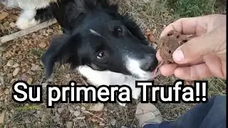 Cachorro encuentra su primera Trufa