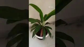 # Benefits of Dracaena fragrans plant ☘️🌵# Viral # YouTube # Video 📸# YouTubeshorts # Shorts
