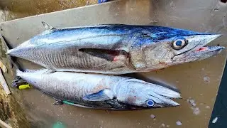 Customized King Fish Cutting By An Expert Fish Cutter | Cutting Two Giant Seer Fishes
