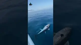 крючок, гигантская забастовка тунца #рыбалка
