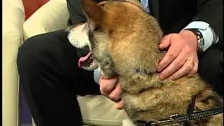 Edmonton Humane Society - CTV Edmonton (June 2, 2011)