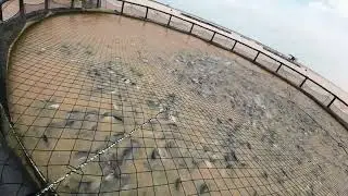 Fish farming/feeding 