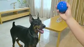 Smart Bouncing Dog Ball &mdash; USB Rechargeable & Automatic Rolling Play