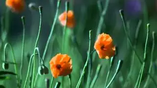 hola tanto tienpito sin verlos bueno hoy les traigo la cancion de yuya completa