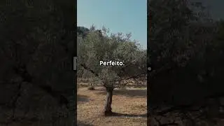 conhe&ccedil;a a oliveira #vidaselvagem #natureza #oleaceae #oliveira
