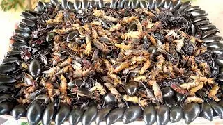 Mole Crickets, Water Scavenger Beetle and Cricket Recipe with Chili Sour&Sweet Sauce